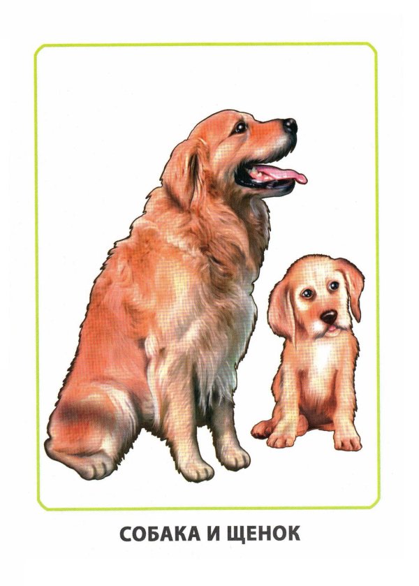 ljvfiybtживотные для детей