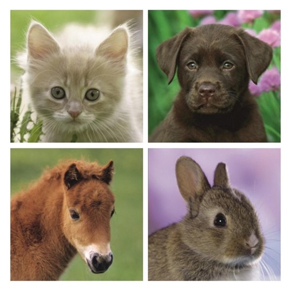 домашнее животное