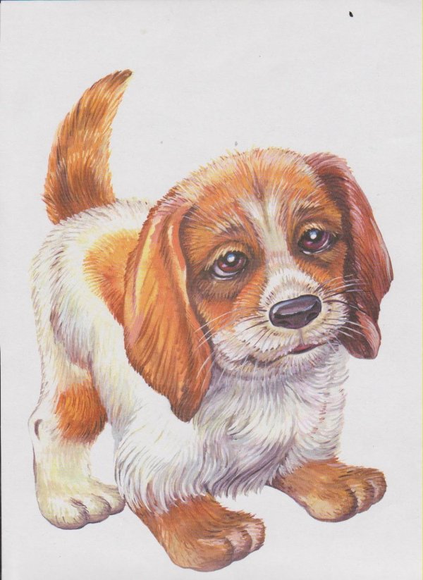 иллюстрации домашних животных