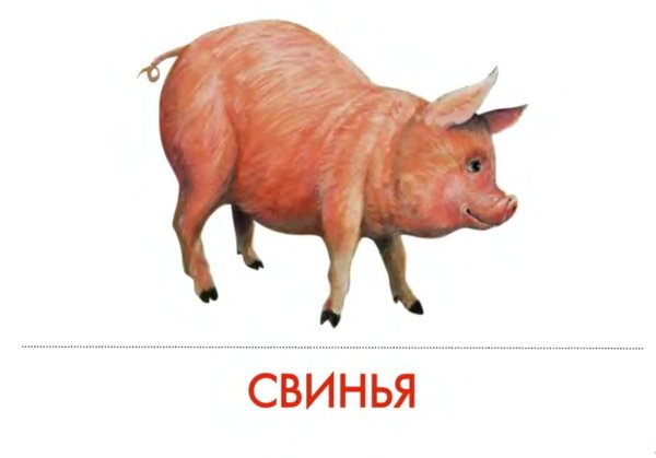 карточки животные свинья