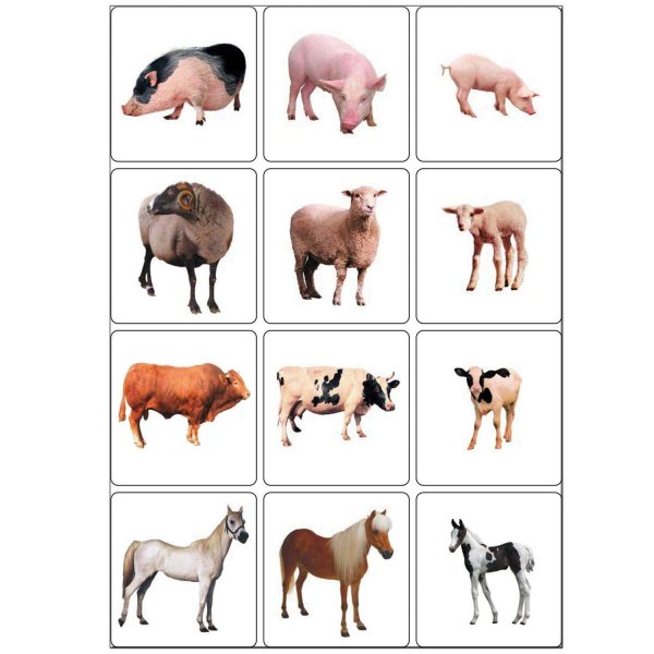 дети домашних животных