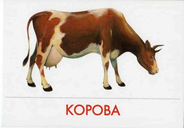 домашние животные корова