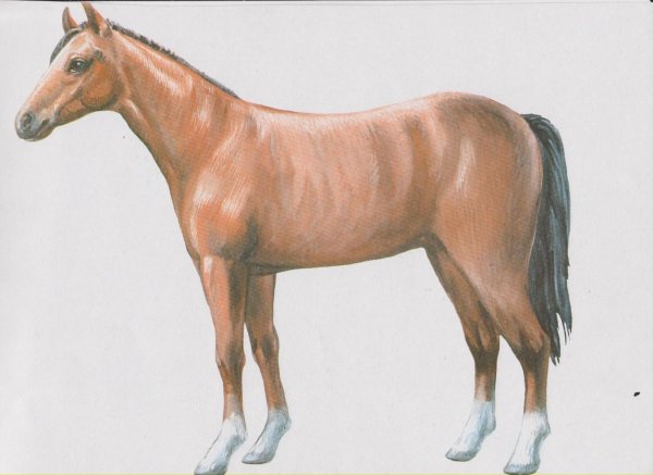 буденовская порода лошадей