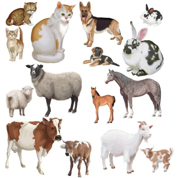 домашние животные