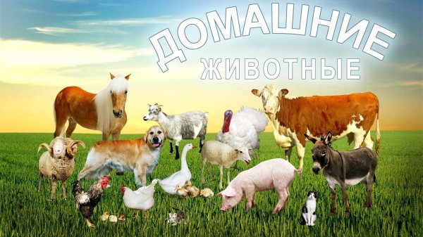 домашние животные 2 класс окружающий мир