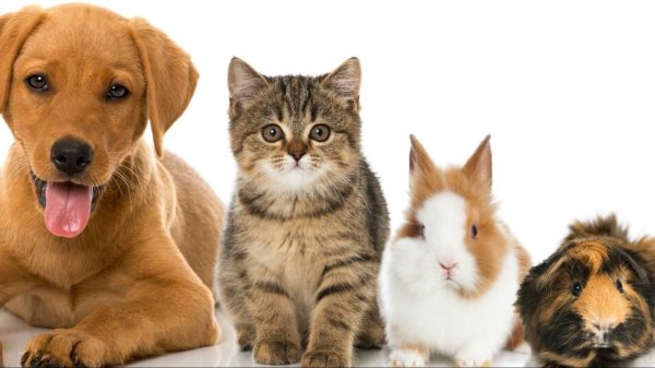 ветеринарная клиника