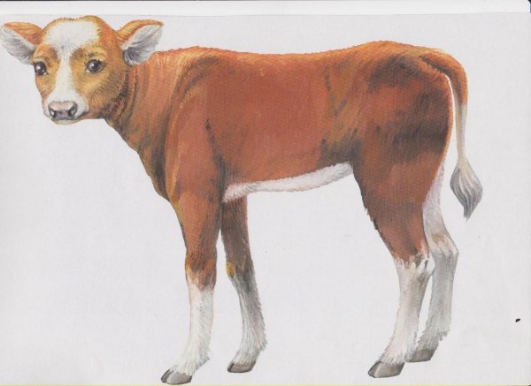 домашние животные по отдельности