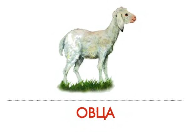 карточки с изображением домашних животных