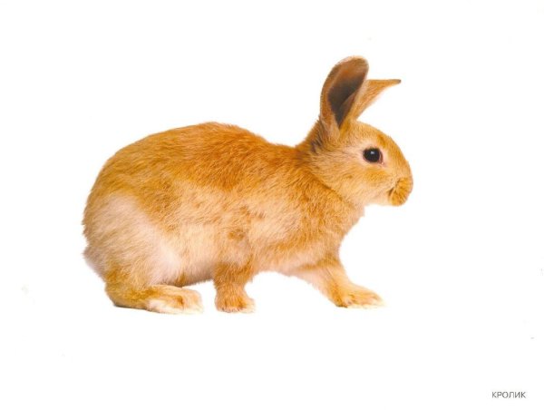 кролик на прозрачном фоне