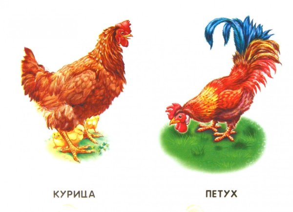петух курица