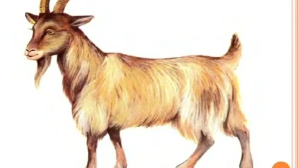 козел для детей