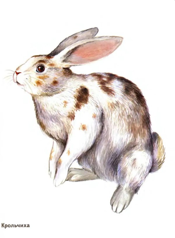 иллюстрации животных для детей