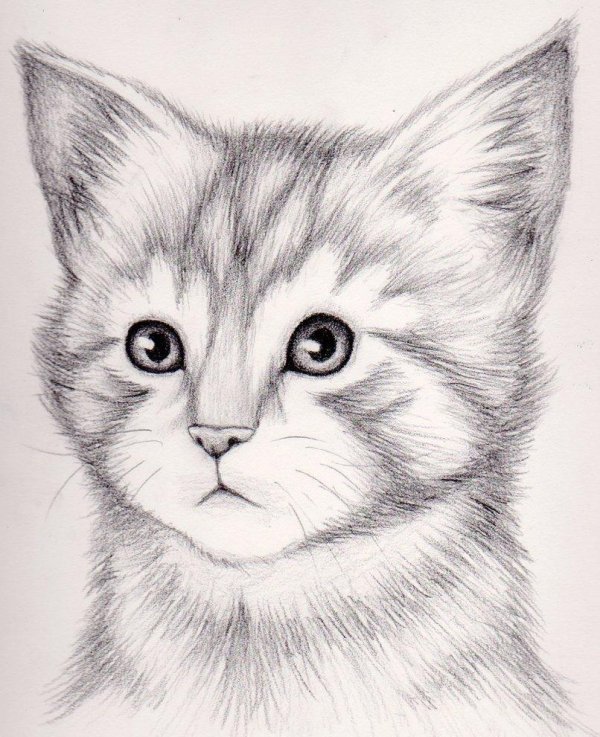 котики карандашом