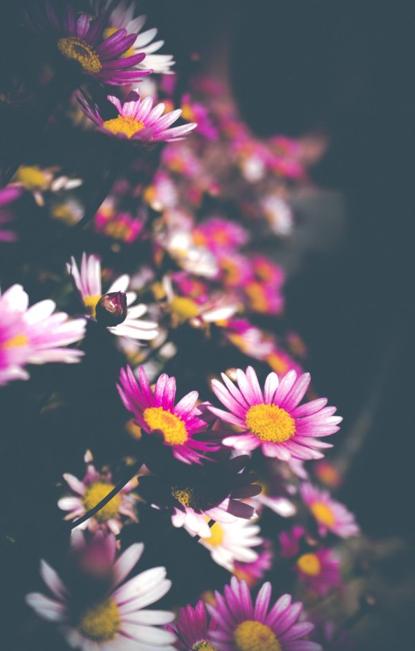 С цветами на обои телефона