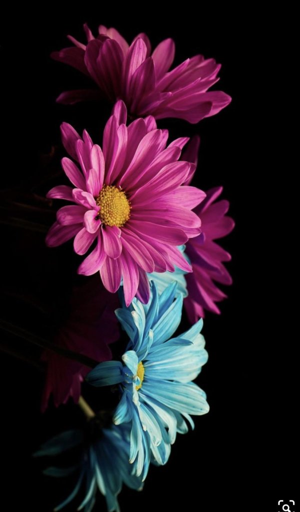 цветок на темном фоне