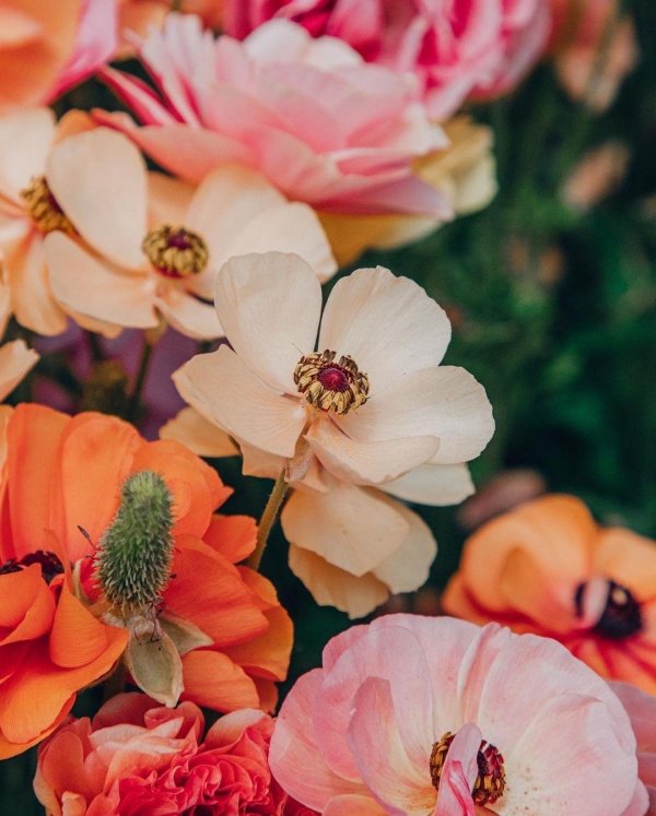 цветочные фоны