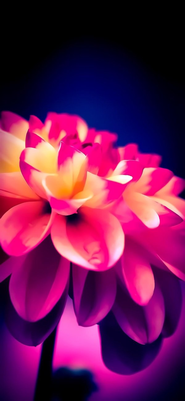 цветок георгина