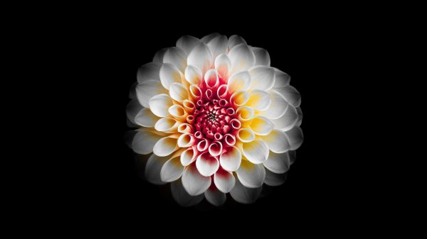 dahlia flower