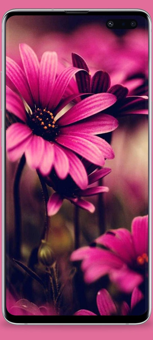 цветок красивый