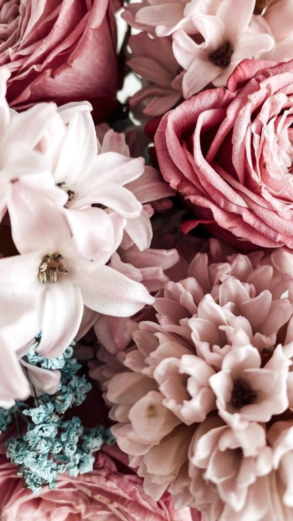 пудровые георгины