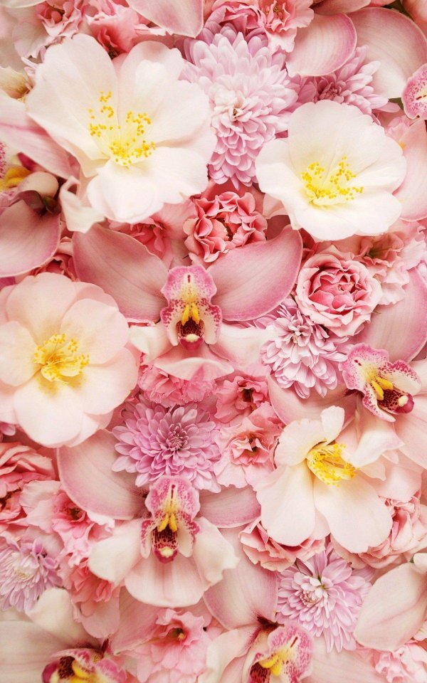 пинк фловер