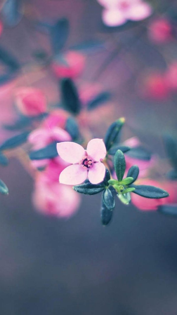 цветочные фоны