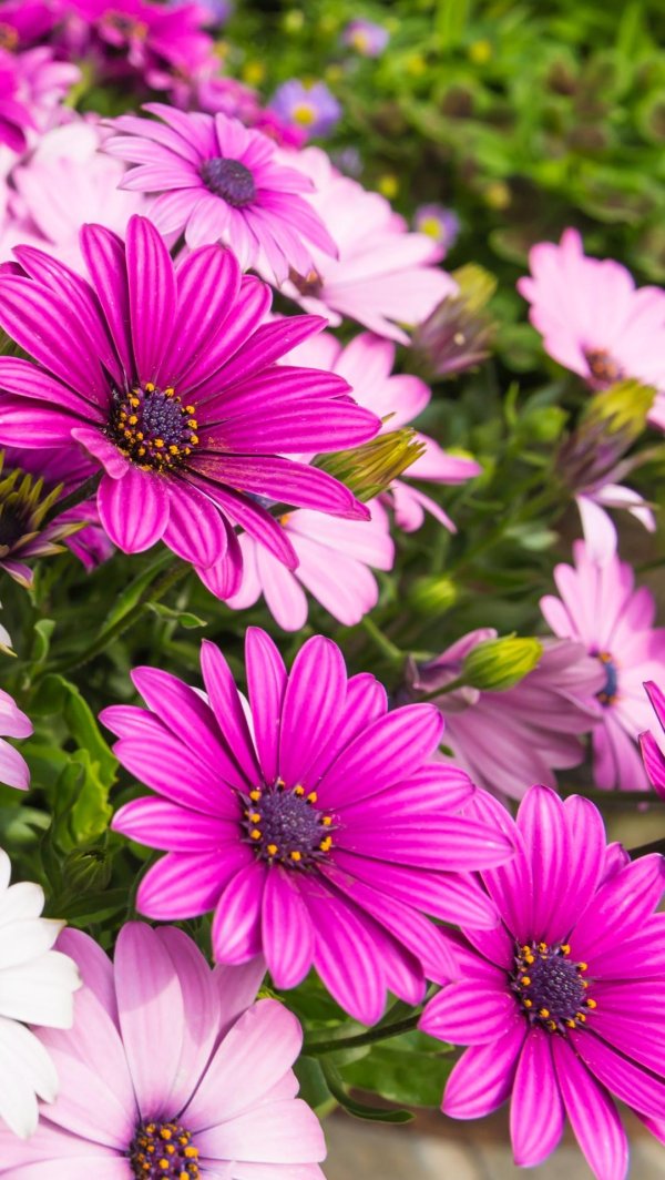 остеоспермум сиреневый