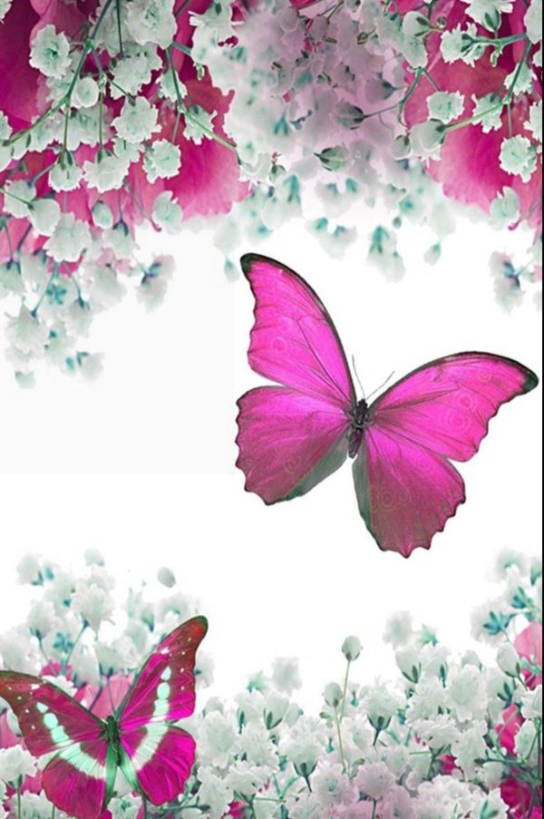 розовая бабочка