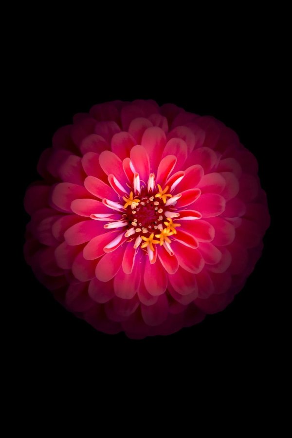 цветок на черном фоне