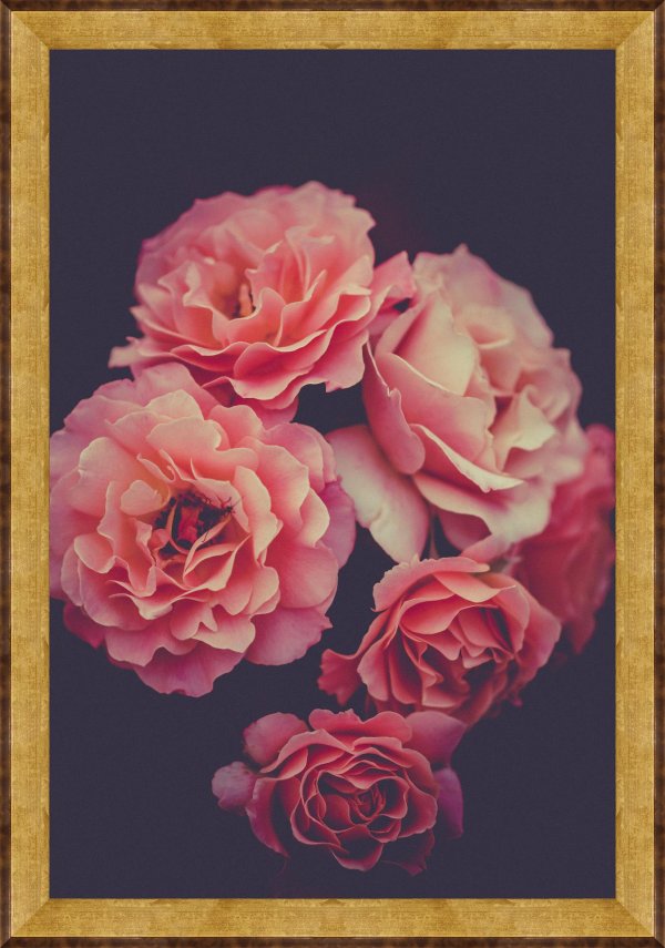 розы пастельных