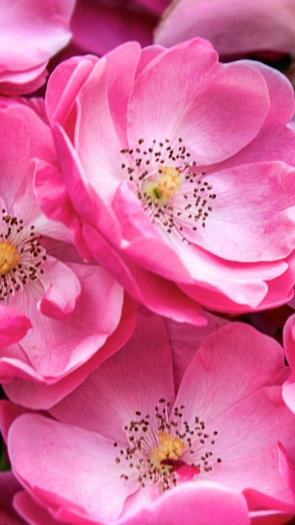 пинк фловер