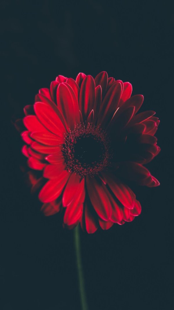 красные цветки