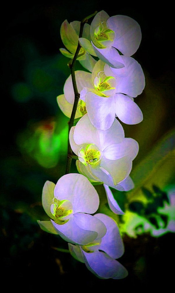 орхидея белая вертикальная