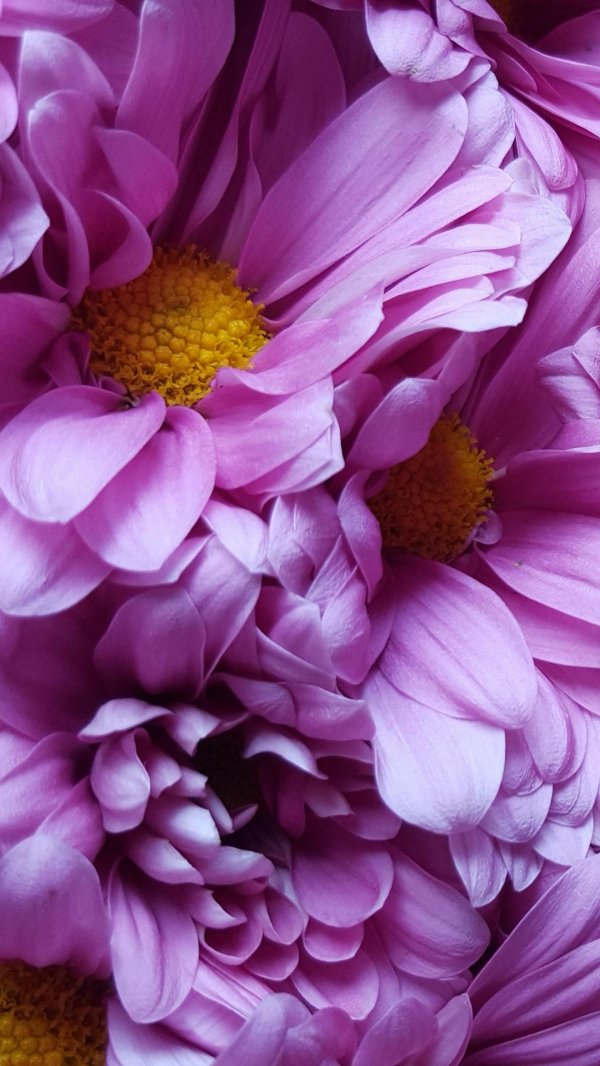 хризантемы сиреневые