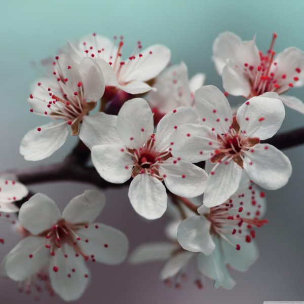 цветок вишни