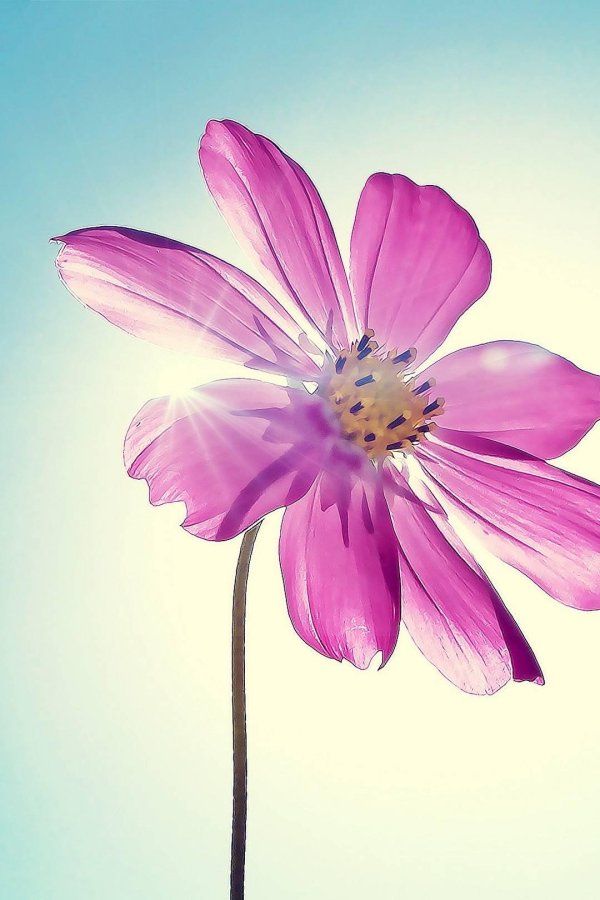 цветок космеи