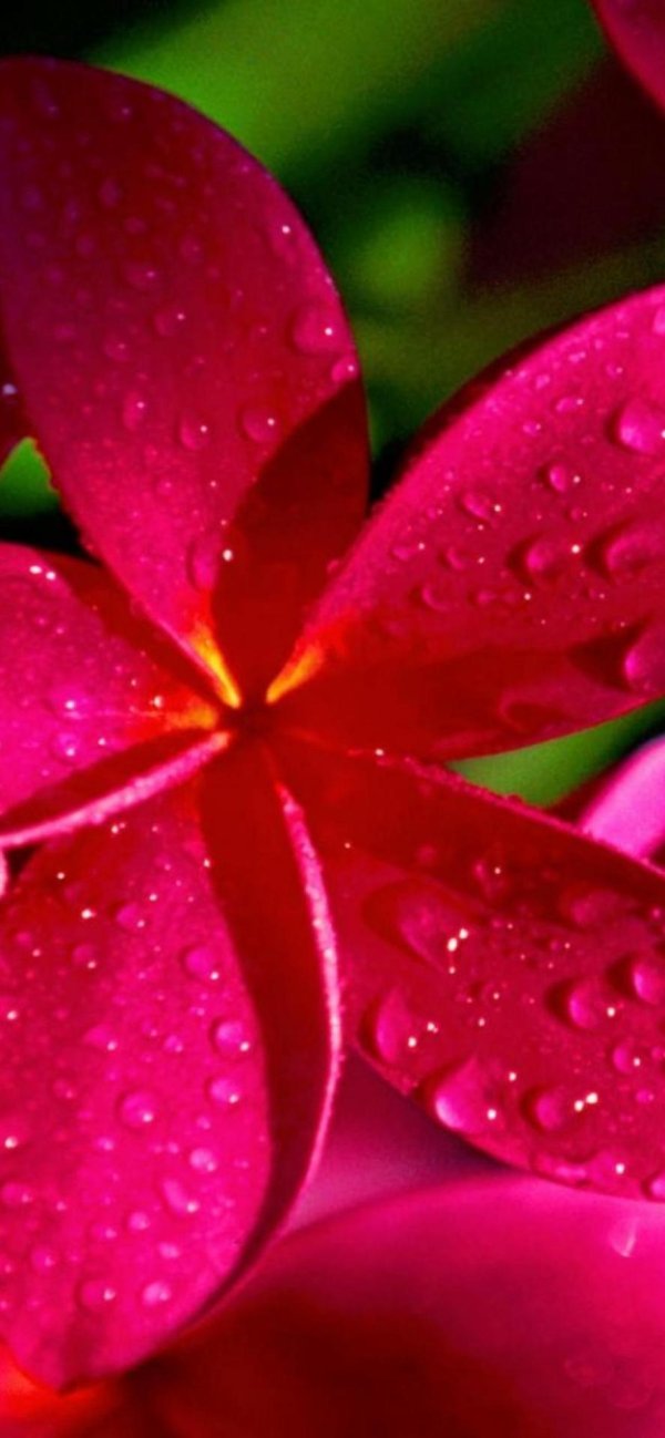 плюмерия красная