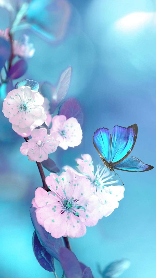 синие бабочки