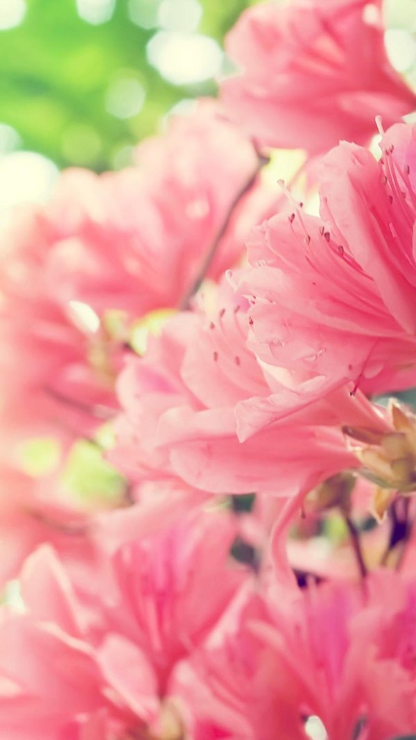 азалия рододендрон