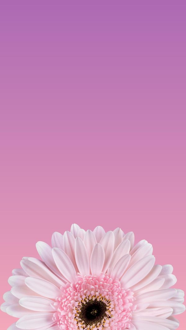 розовая гербера