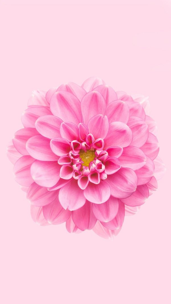 pink dahlia
