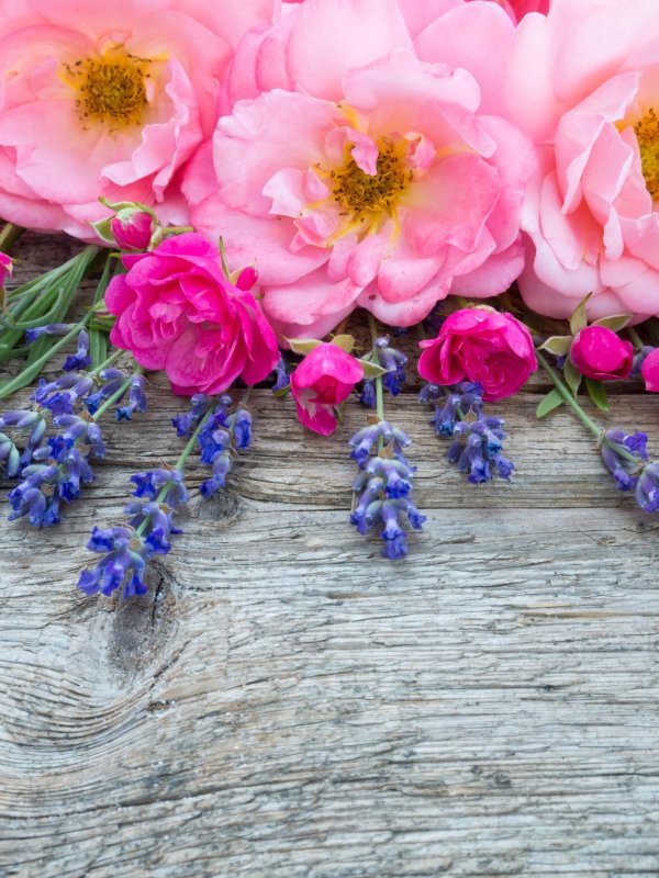 розовый цветок