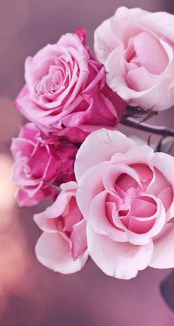 роза розовая