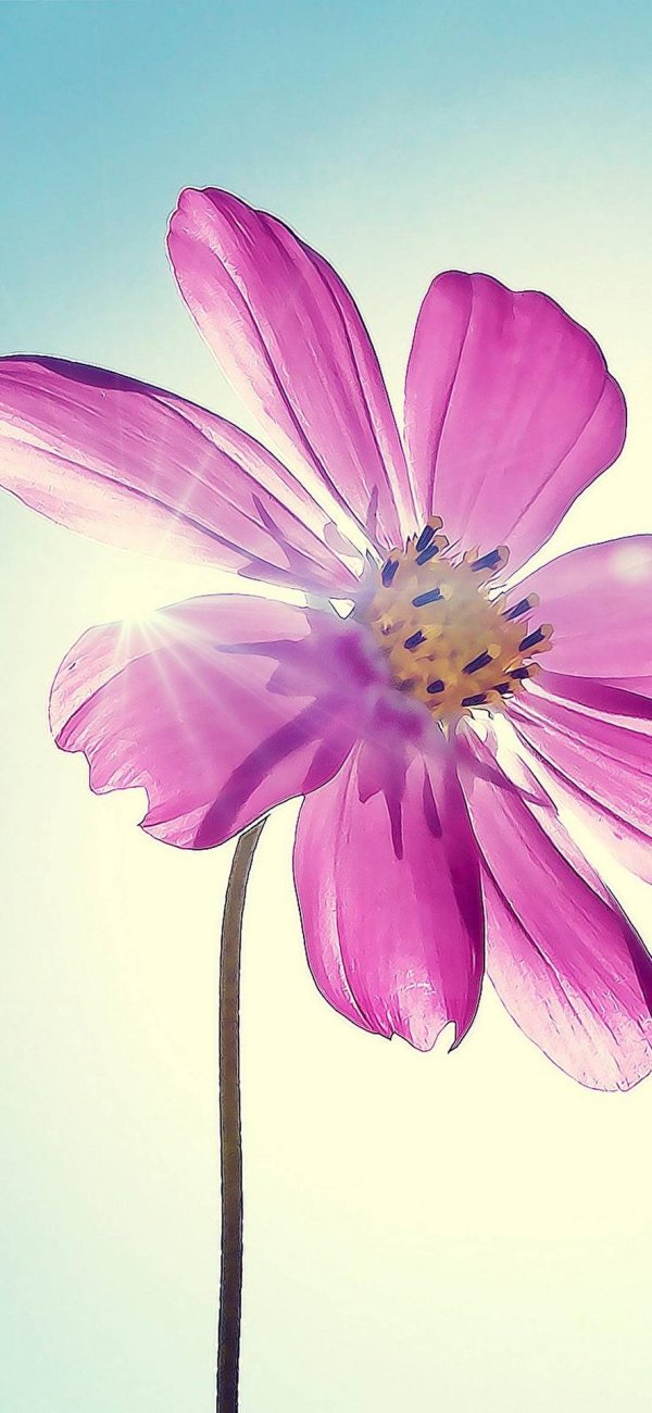 космея синяя