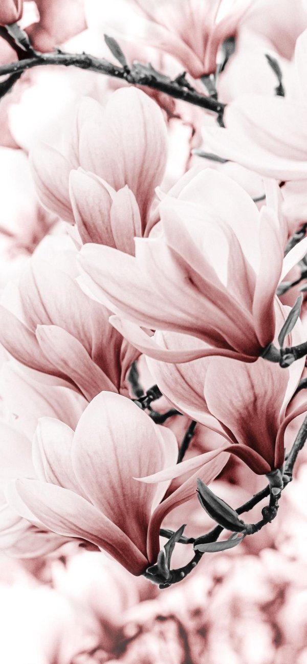 магнолия листопадная