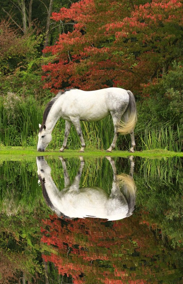 лошади на природе