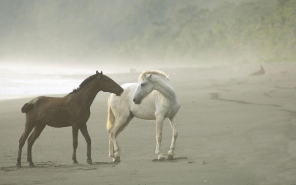 два белые лошади