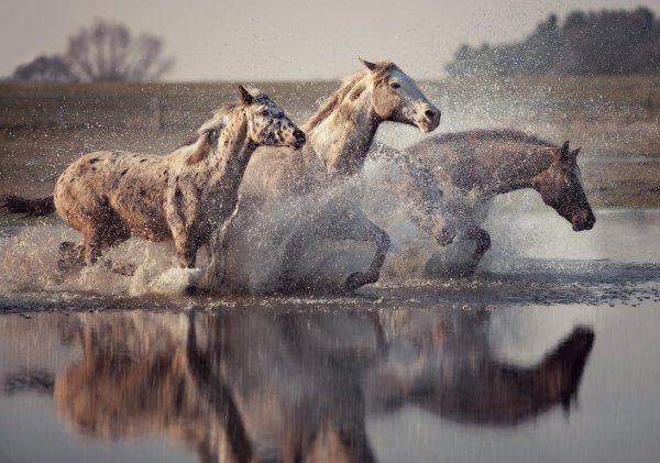 табун лошадей