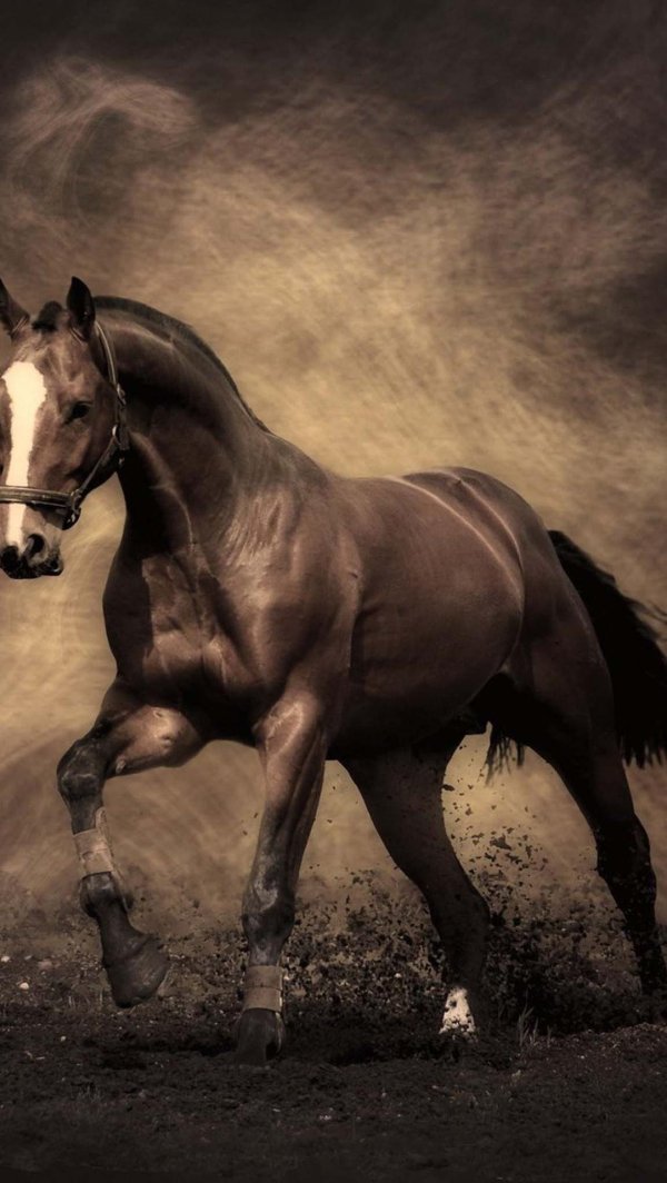 лошади красивые