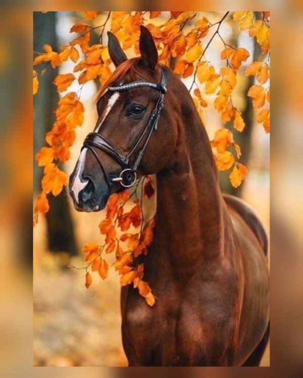 лошади осенью